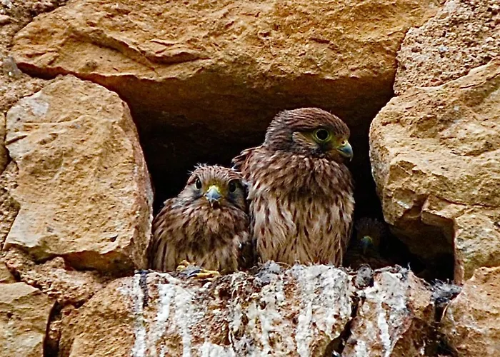 Jean Moulierat Couette-café 3*